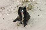 BORDER COLLIE 1484